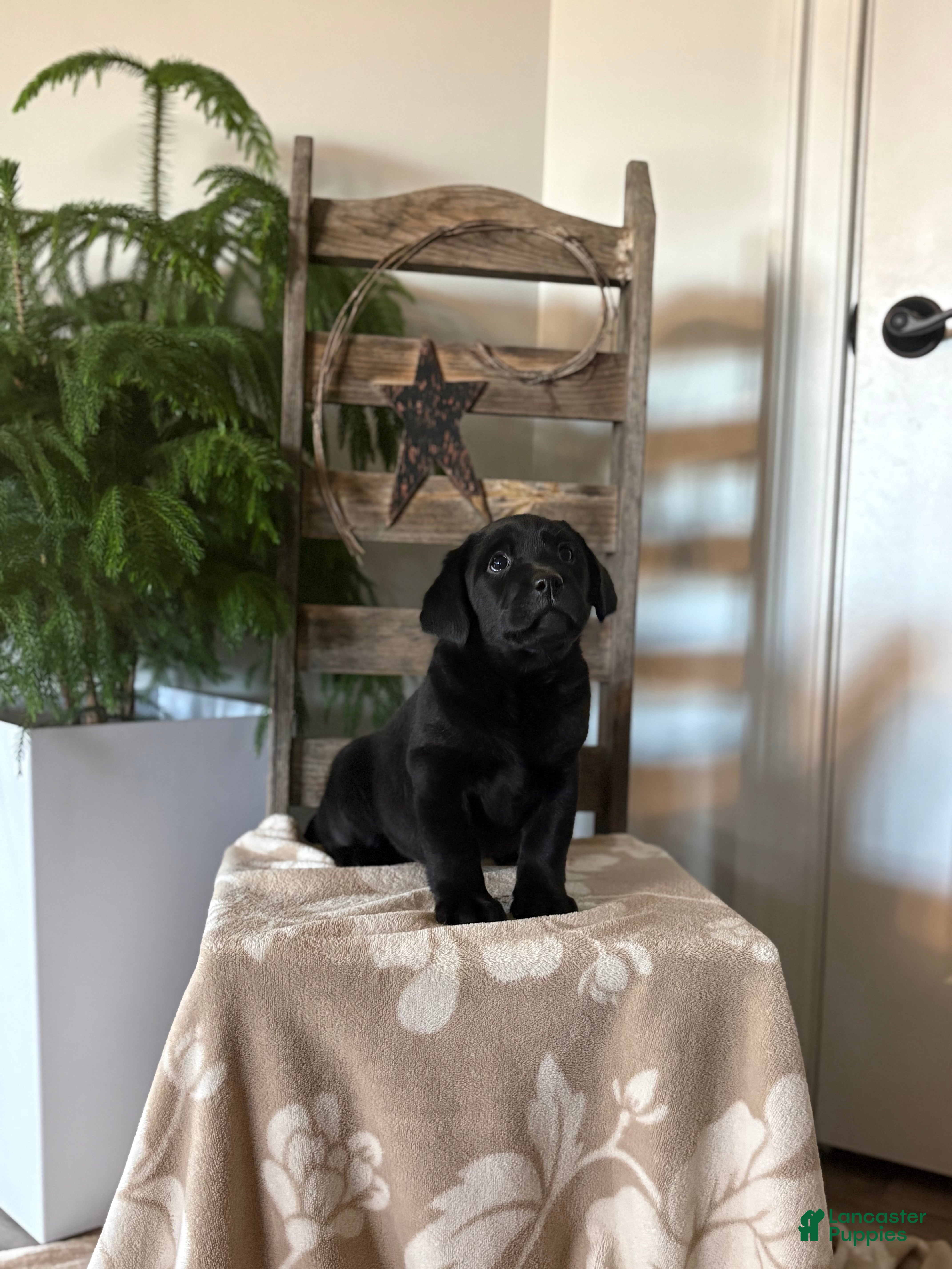 Labrador Retriever dogs for sale: Harper  - Ad 1