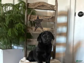 Labrador Retriever dogs for sale: Harper - Ad 1