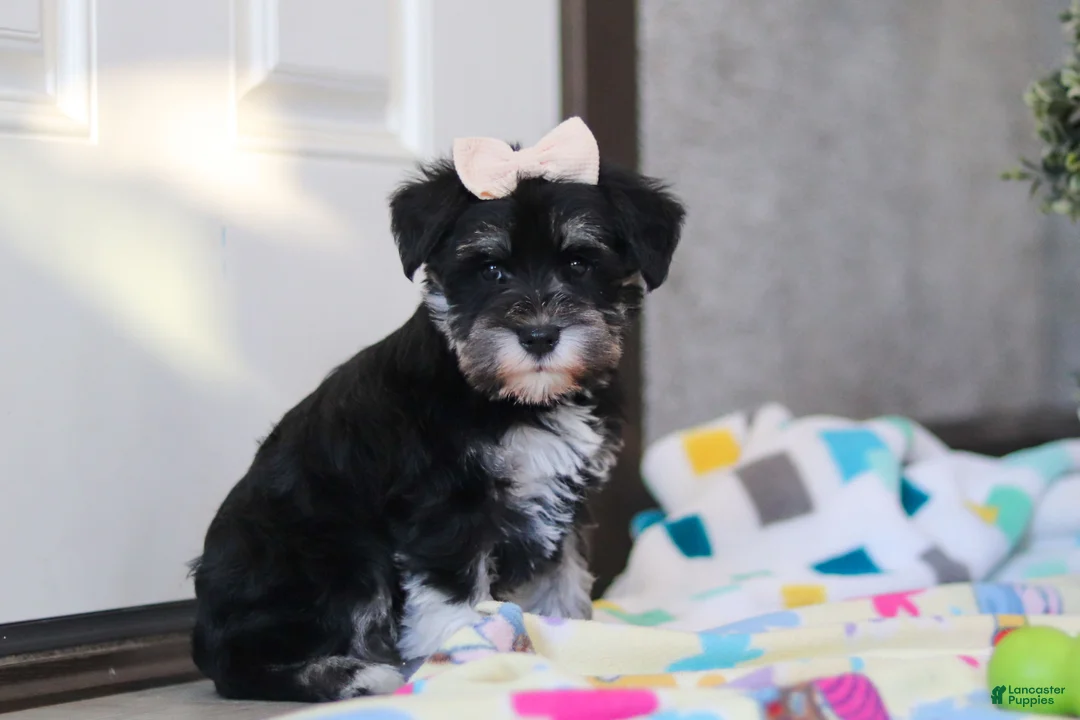 Miniature Schnauzer dogs for sale: Ellie - Ad 4