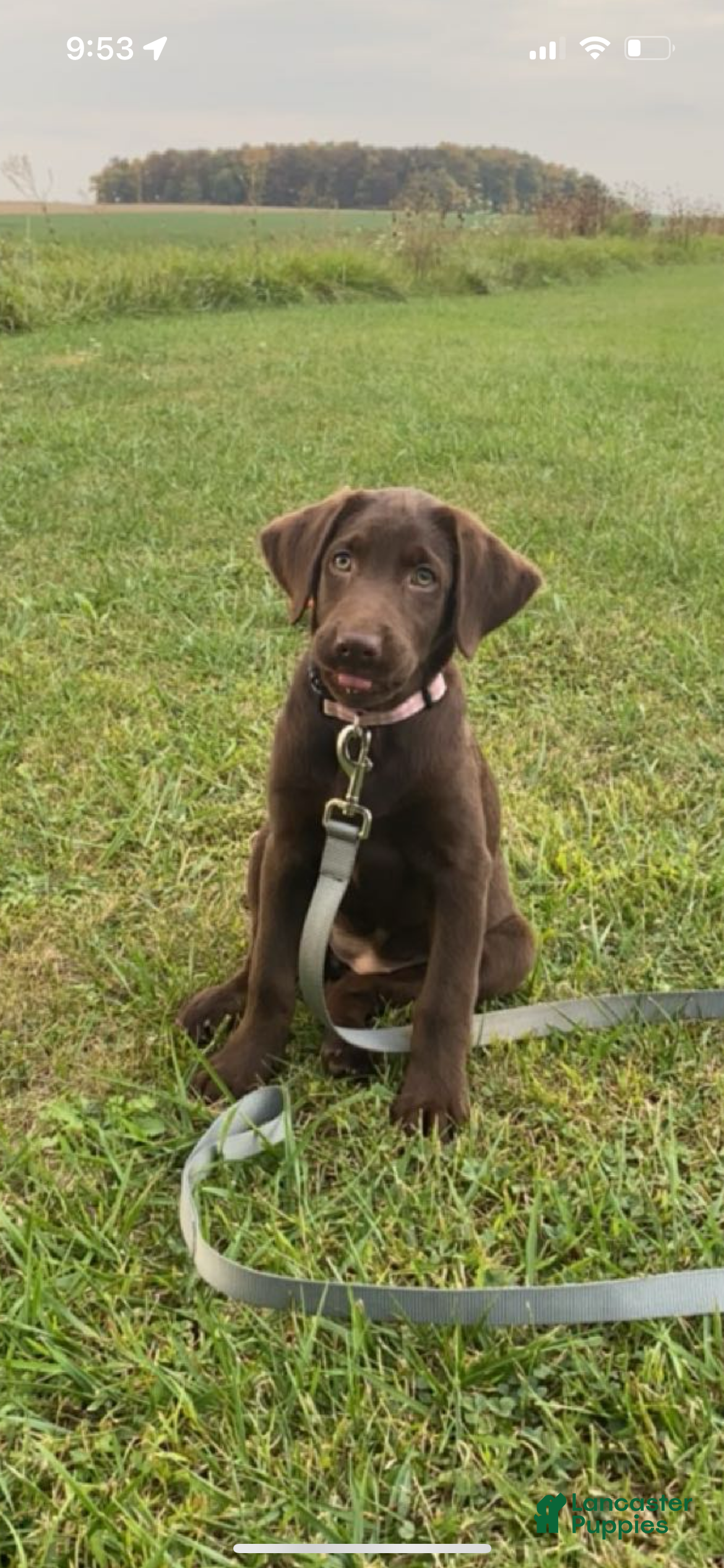 Labrador Retriever dogs Mrs - Ad 7