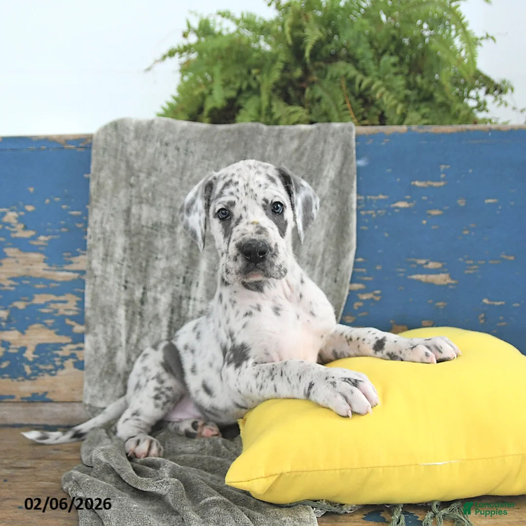 Great Dane dogs for sale: Kodiak - Ad 5