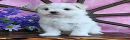 Maltese dogs for sale: Opie - Ad 3
