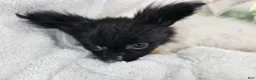 Papillon dogs for sale: Valentia (T-cup) - Ad 4