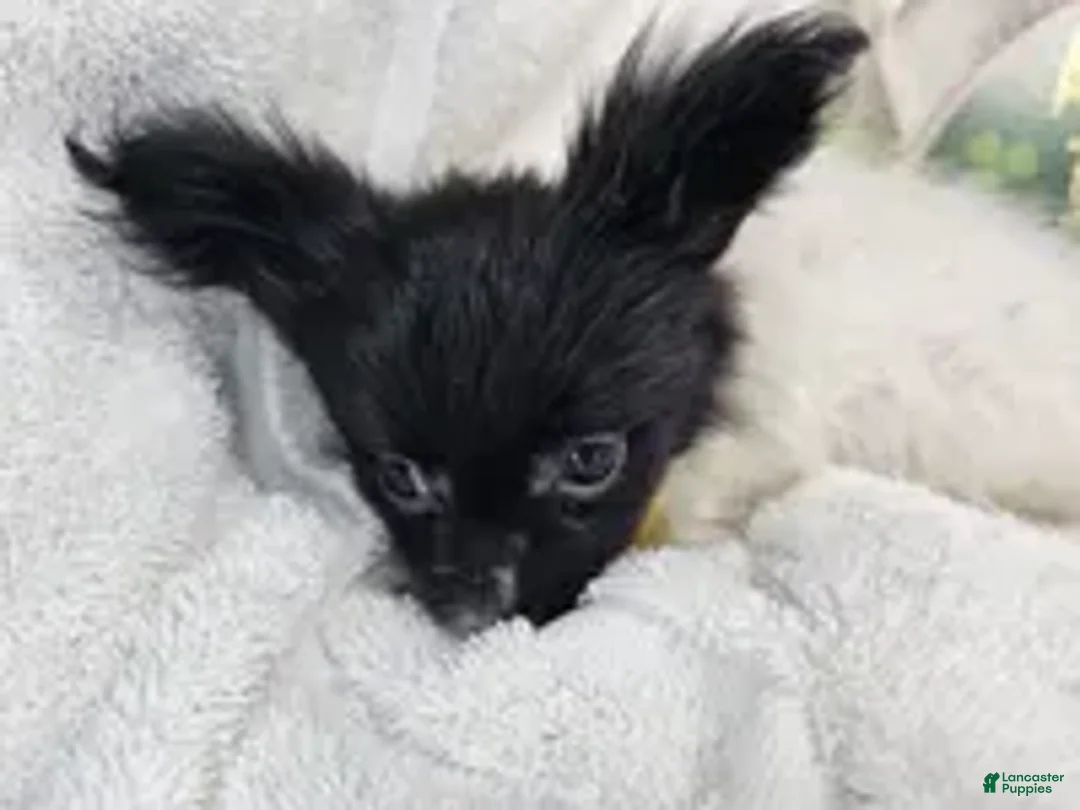 Papillon dogs for sale: Valentia (T-cup) - Ad 4