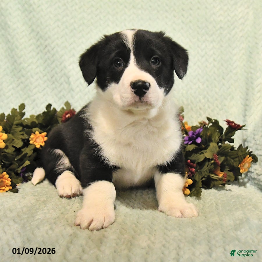 Mixed Breed dogs Jet - Ad 2