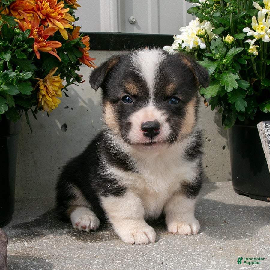 Welsh Corgi Pembroke dogs Ashley - Ad 2