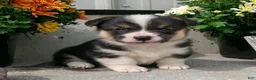 Welsh Corgi Pembroke dogs for sale: Ashley - Ad 2