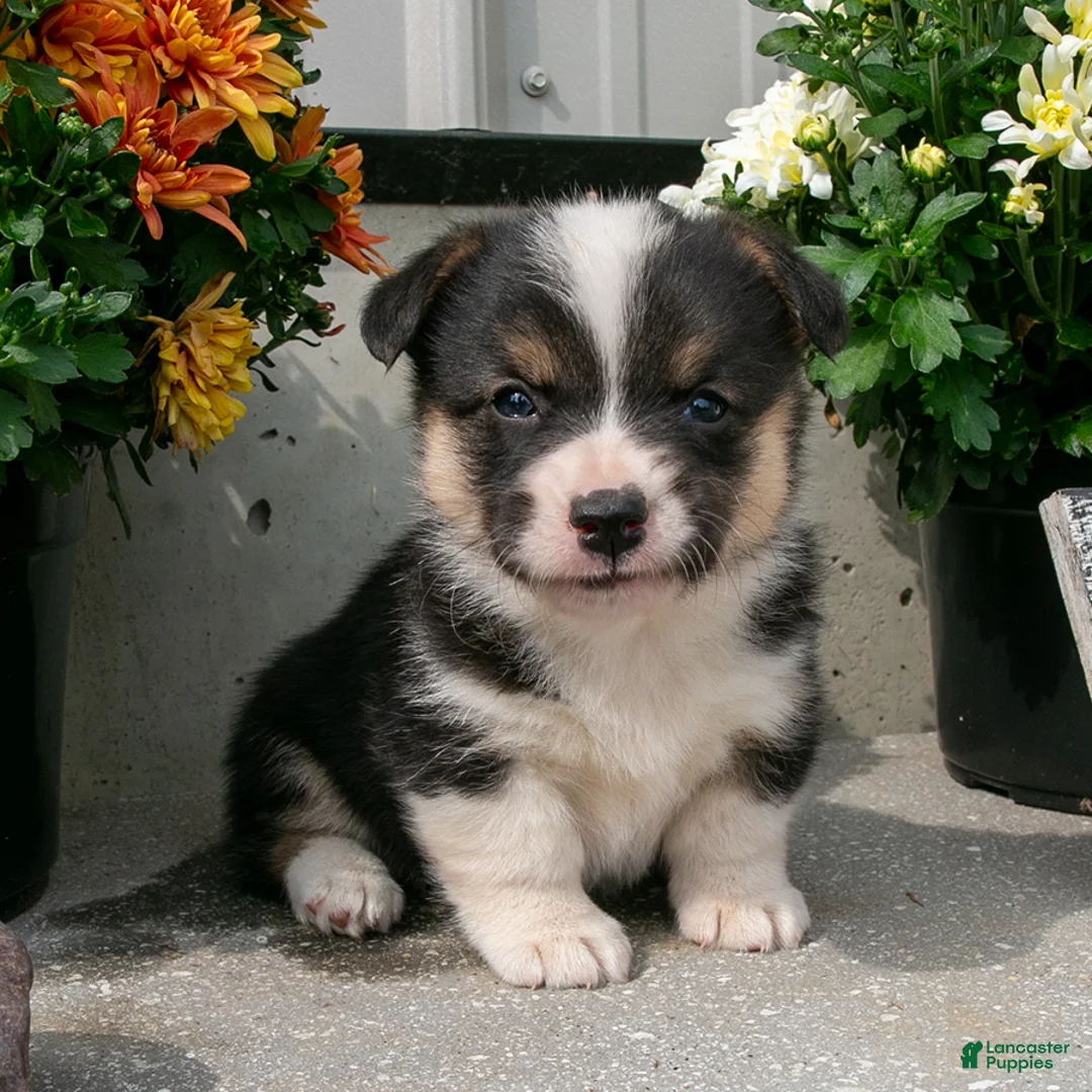 Welsh Corgi Pembroke dogs for sale: Ashley - Ad 2