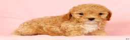 Cavapoo dogs for sale: Honey - Ad 5