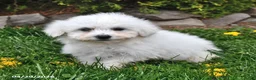 Bichon Frise dogs for sale: Snowball - Ad 2