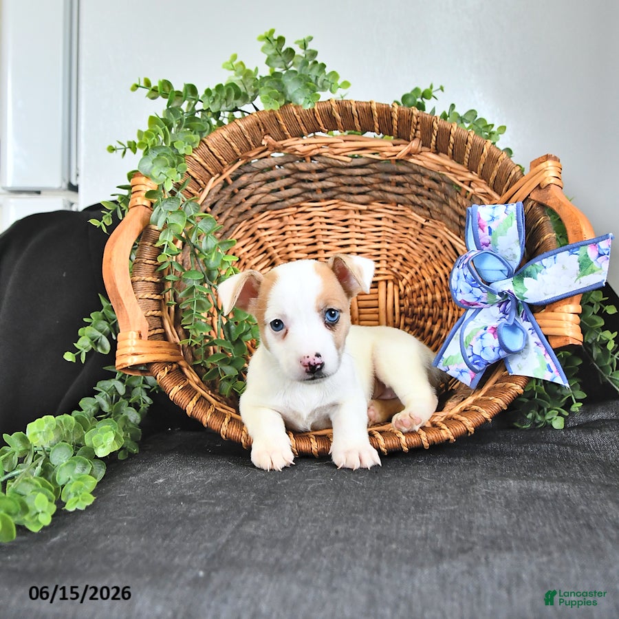 Jack Russell Terrier dogs Tilly - Ad 1