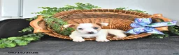 Jack Russell Terrier dogs for sale: Tilly - Ad 1