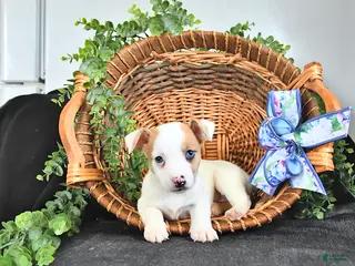 Jack Russell Terrier dogs for sale: Tilly - Ad 3
