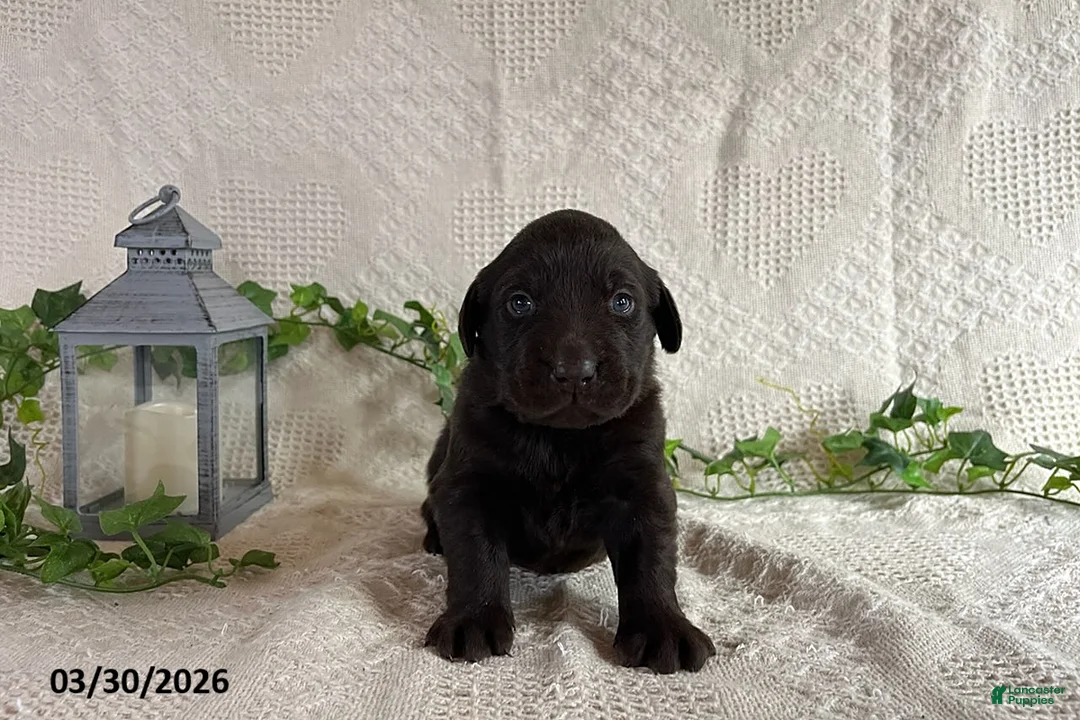 Labrador Retriever dogs for sale: Rita - Ad 1