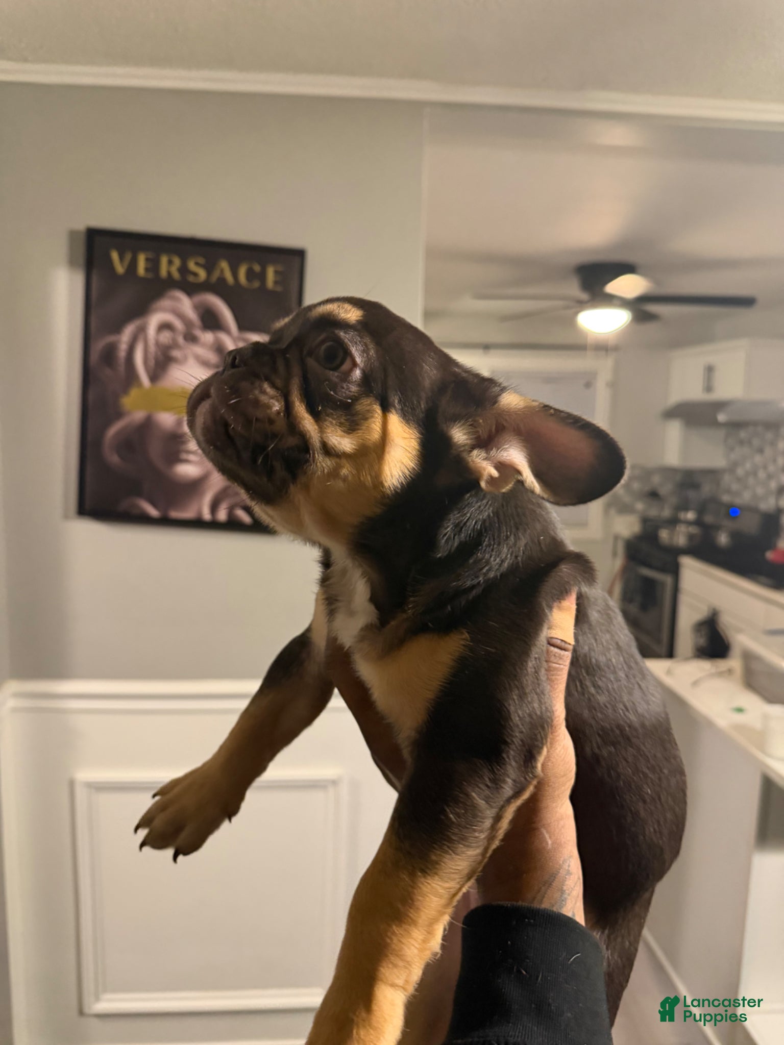 French Bulldog dogs French Bulldog Puppy 1 - Ad 23