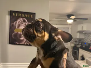 French Bulldog dogs French Bulldog Puppy 1 - Ad 23