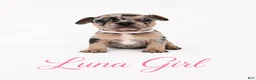 French Bulldog dogs for sale: Luna  - Ad 6