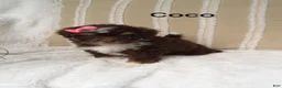 Mini Bernedoodle dogs for sale: Mini Bernedoodle 5 - Ad 2