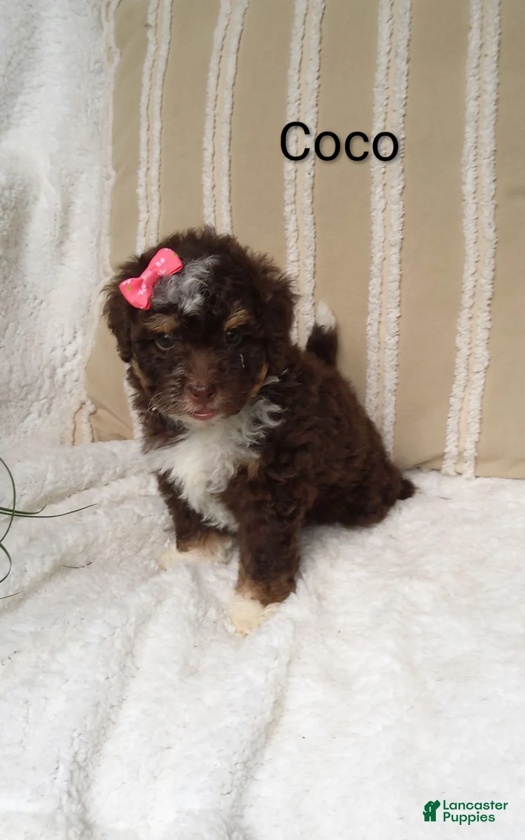 Mini Bernedoodle dogs for sale: Mini Bernedoodle 5 - Ad 2