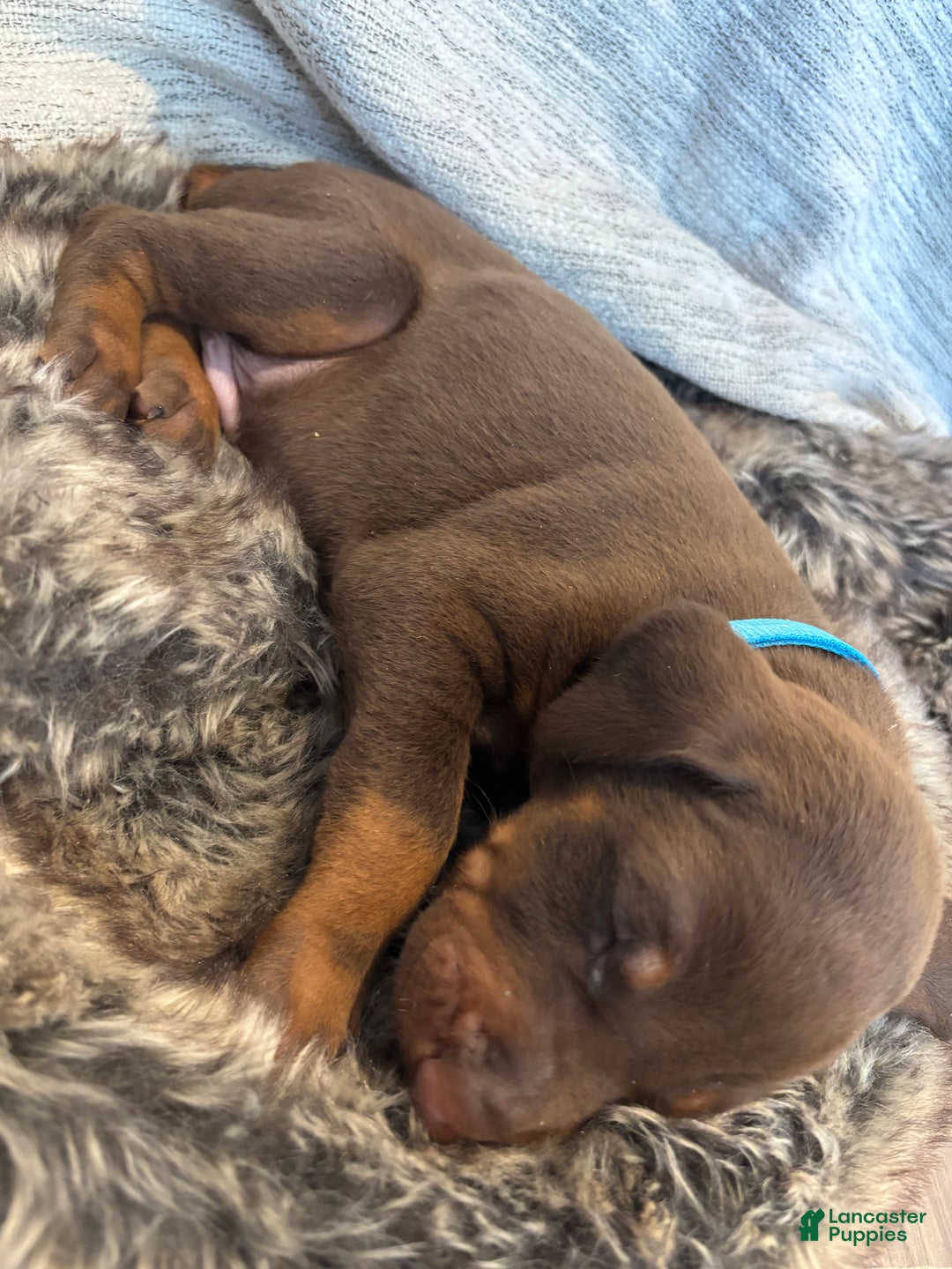 Doberman Pinscher dogs for sale: Phoenix - Ad 2