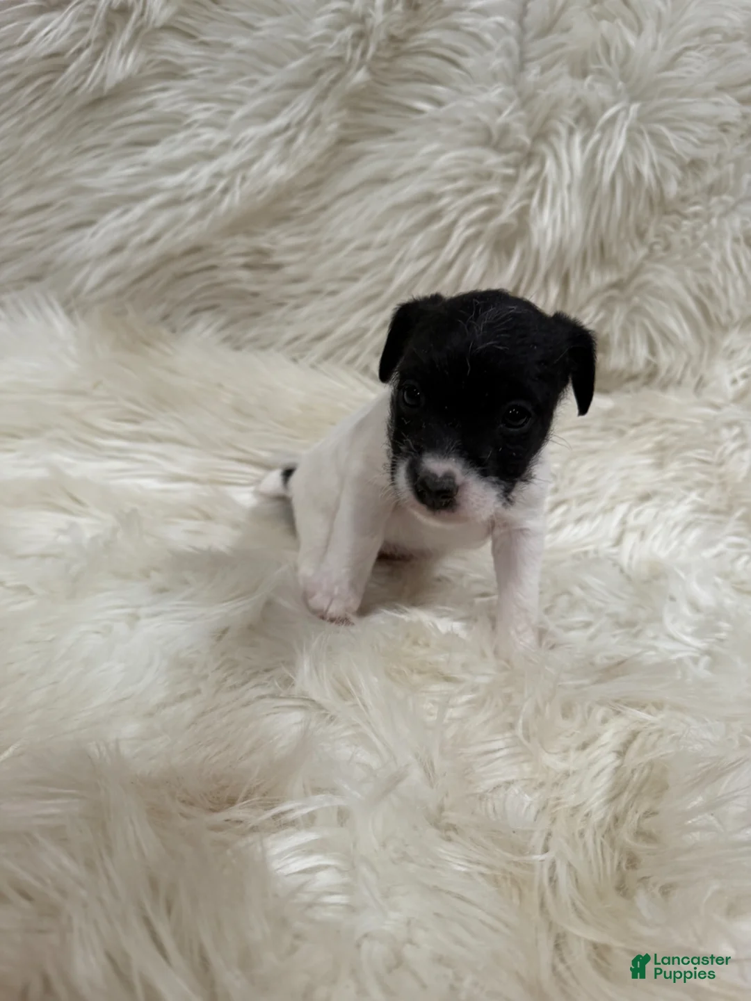 Jack Russell Terrier dogs for sale: Jrtca Daisy - Ad 2