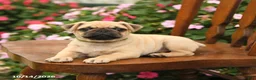 Pug dogs for sale: Pumpkin - Ad 4
