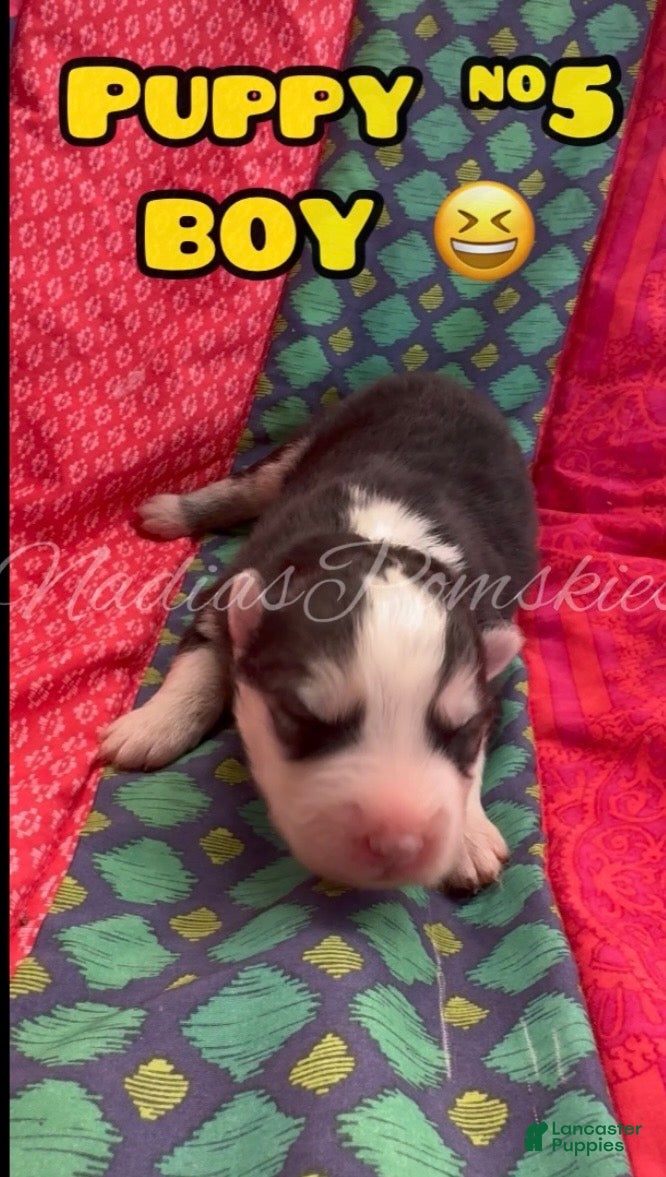 Pomsky dogs Pomsky 5 BOY - Ad 1