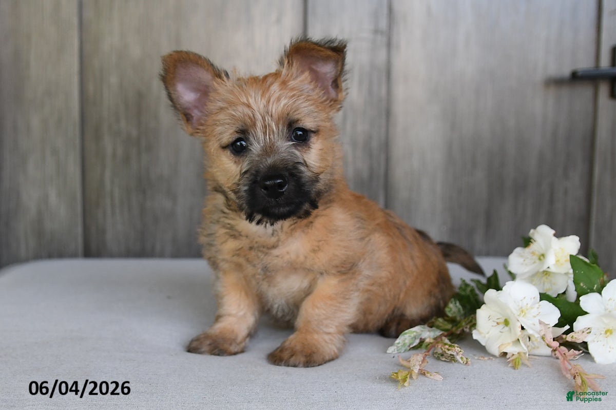 Cairn Terrier dogs for sale: Julliette - Ad 2