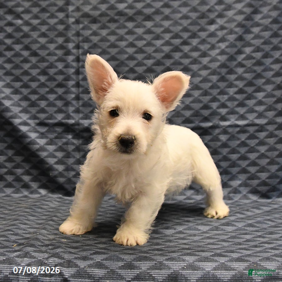 West Highland Terrier dogs Kent  - Ad 2
