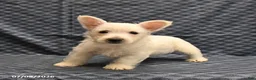 West Highland Terrier dogs for sale: Kent  - Ad 2