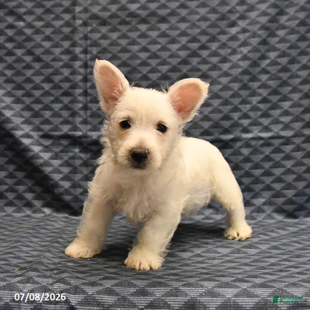 West Highland Terrier dogs for sale: Kent  - Ad 2