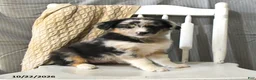 Miniature Australian Shepherd dogs for sale: Trixie - Ad 4