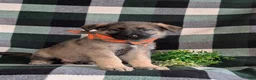 Mixed Breed dogs for sale: Barnaby - Ad 4