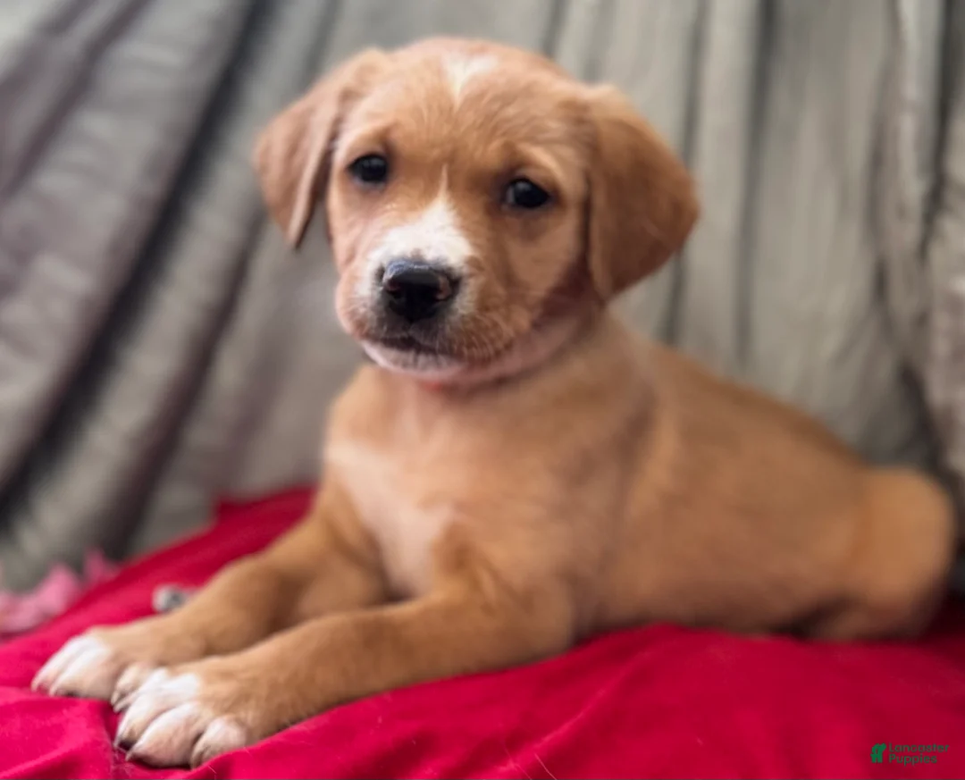 Mixed Breed dogs for sale: Orange Collar - Ad 3