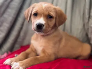 Mixed Breed dogs Orange Collar - Ad 19