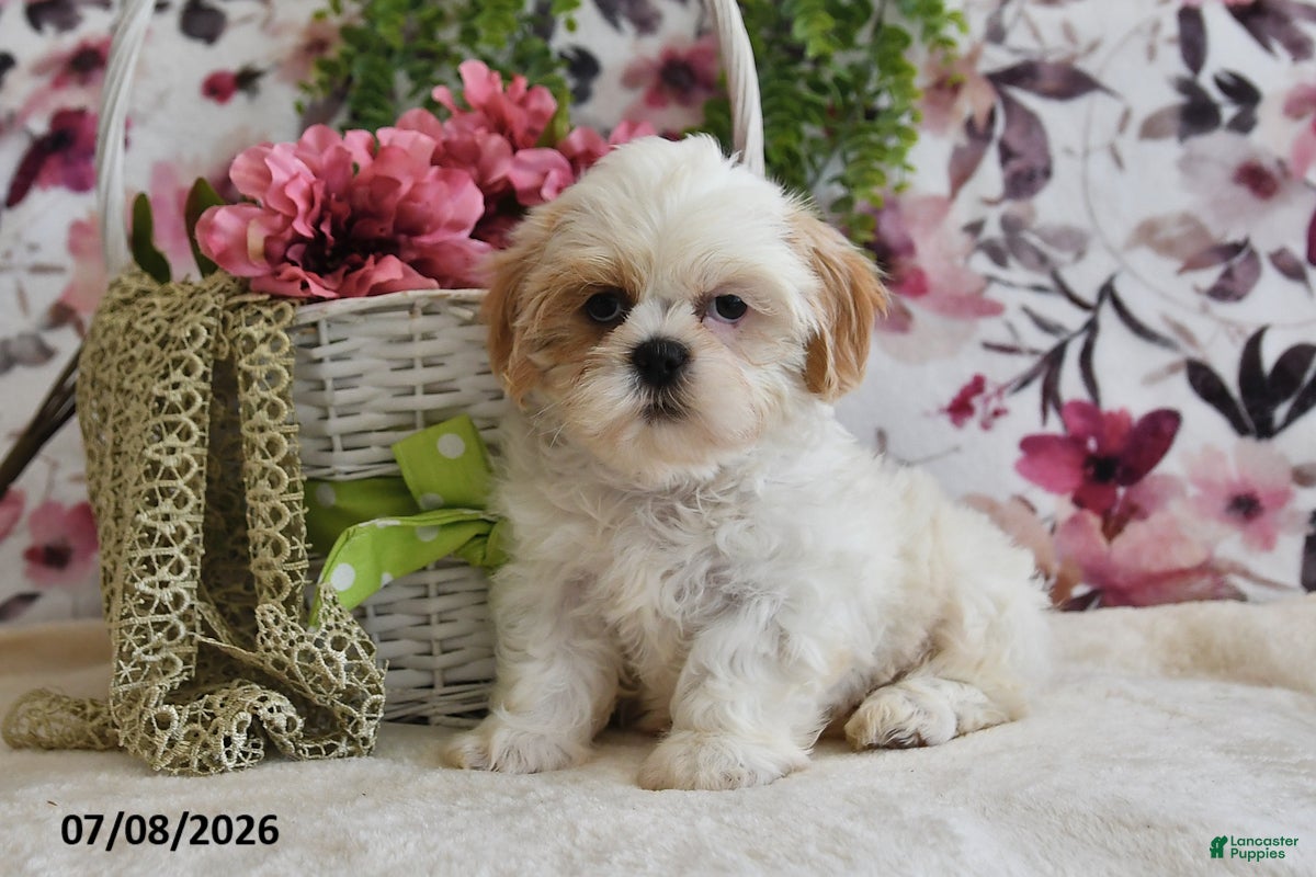 Shih Tzu dogs Stuey - Ad 2