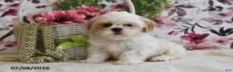 Shih Tzu dogs for sale: Stuey - Ad 2