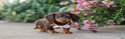 Miniature Dachshund dogs for sale: Lila - Ad 9