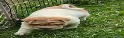 Shar Pei dogs for sale: Leo lilac flower brush mini - Ad 15