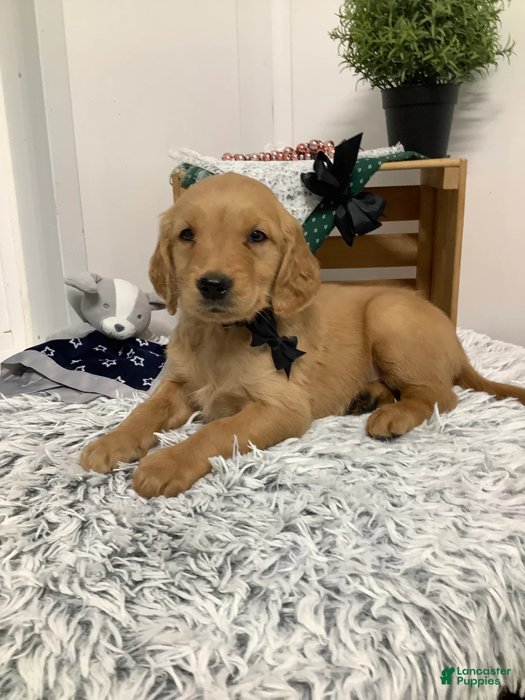 Golden Retriever dogs for sale: Golden Retriever Myles - Ad 2