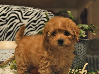 Toy Poodle dogs - Ad 42