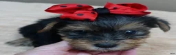 Yorkshire Terrier dogs for sale: Ziggy 2 pounds - Ad 13