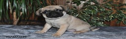 Puggle dogs for sale: Ollie - Ad 1