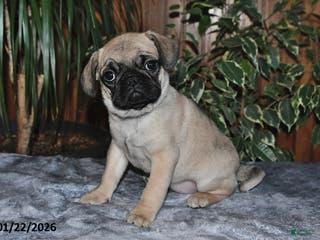 Puggle dogs Ollie - Ad 10