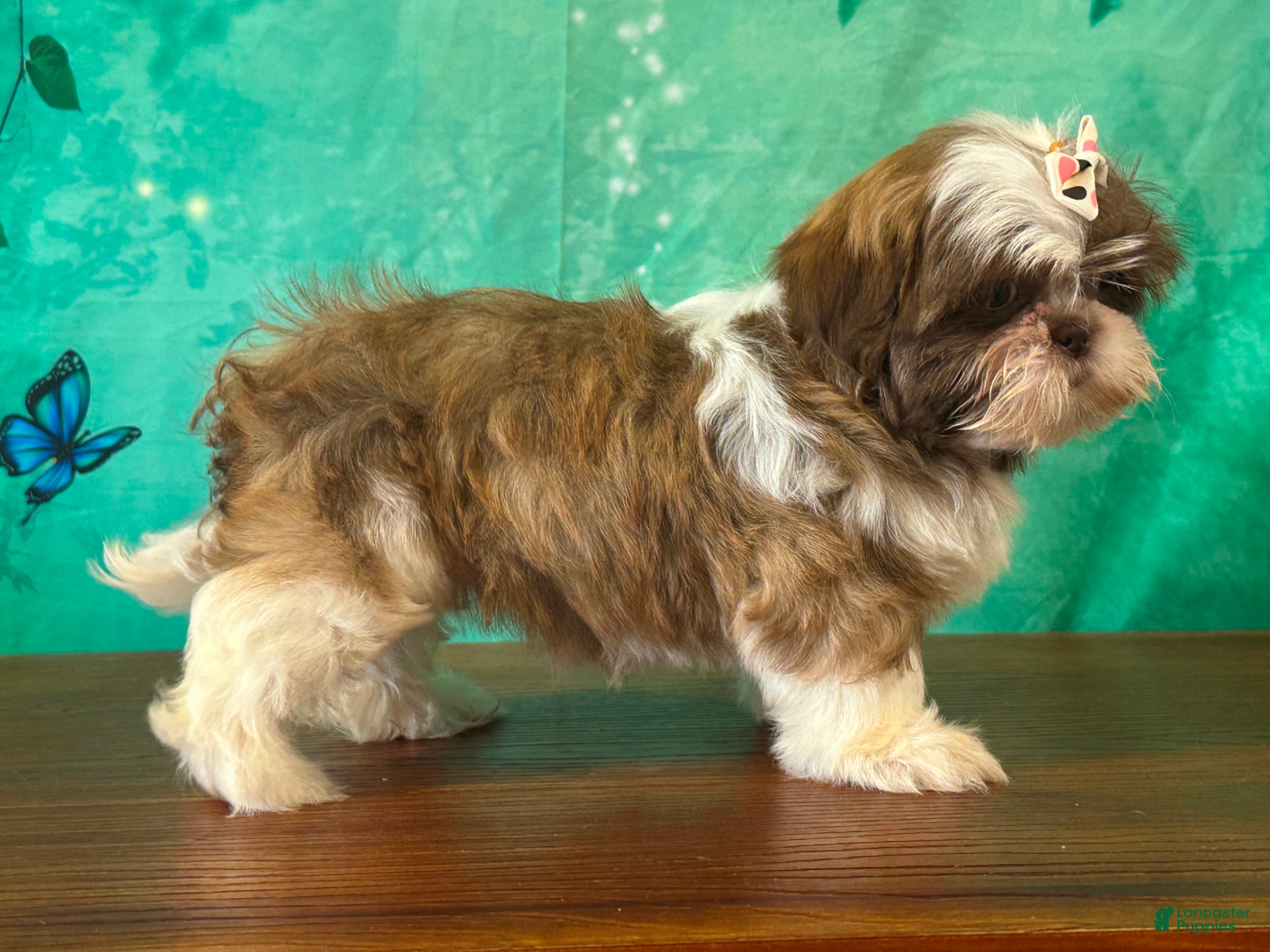 Shih Tzu dogs Daisy - Ad 2