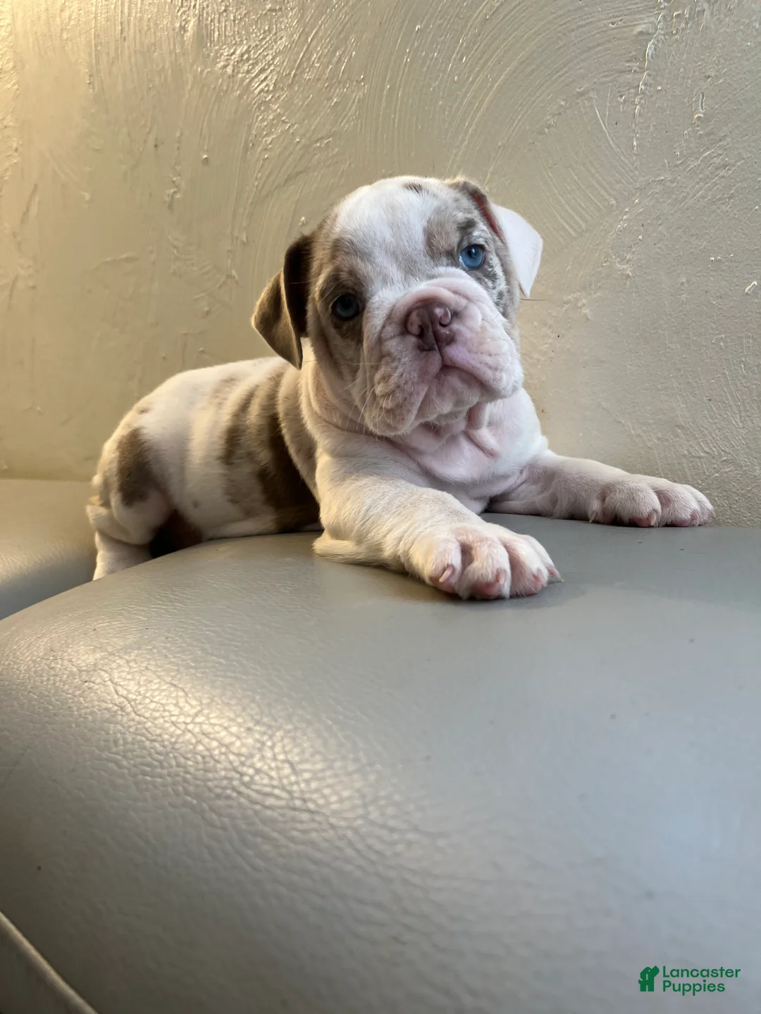 English Bulldog dogs for sale: English Bulldog 1 - Ad 3