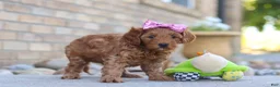Mini Goldendoodle dogs for sale: Evalyn - Ad 5