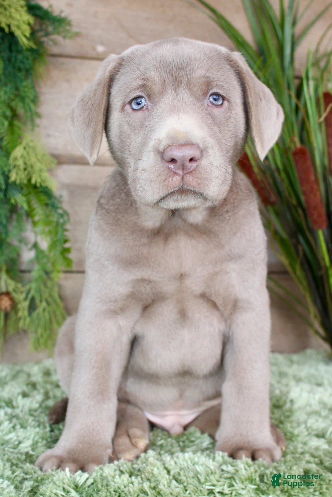 Labrador Retriever dogs for sale: Silver Sam - Ad 6