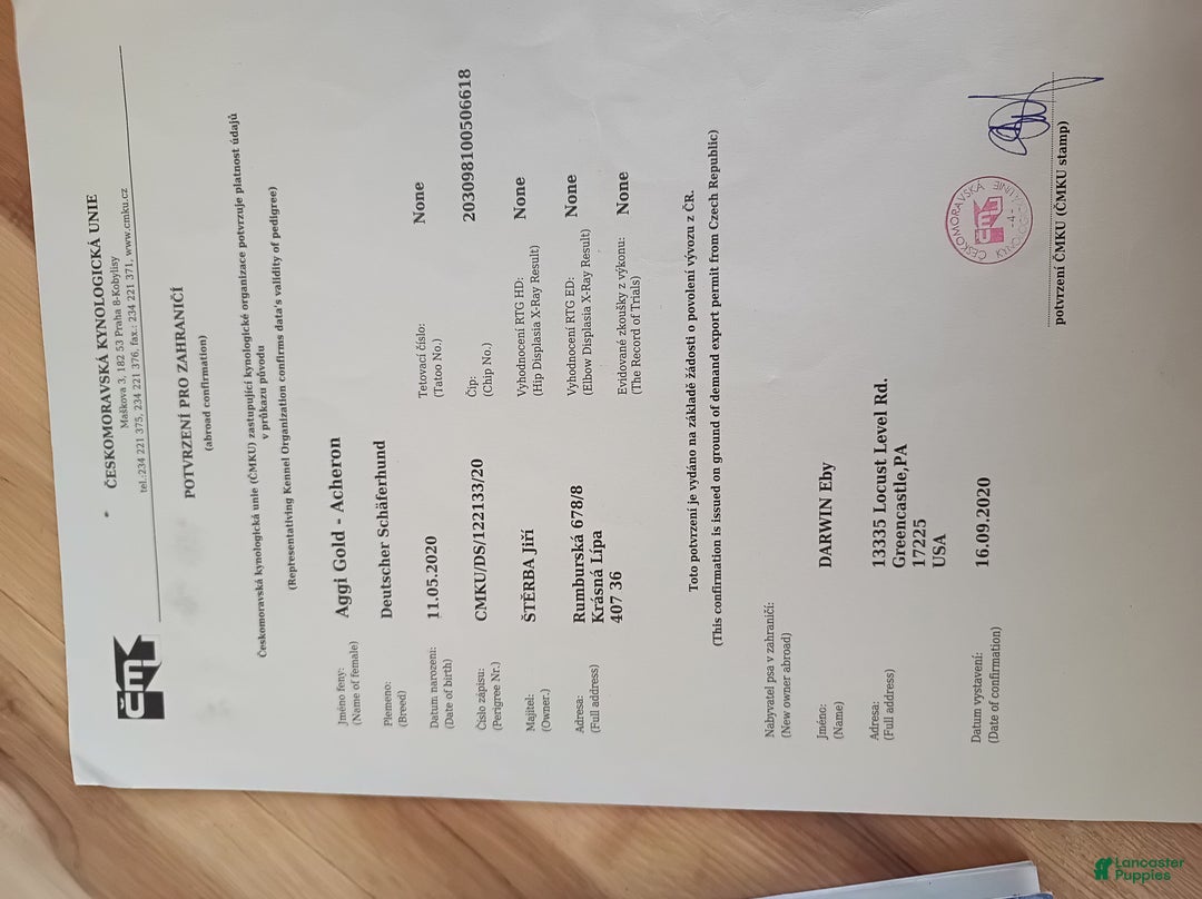 German Shepherd dogs for sale: German Shepherd Puppy 1 - Ad 3