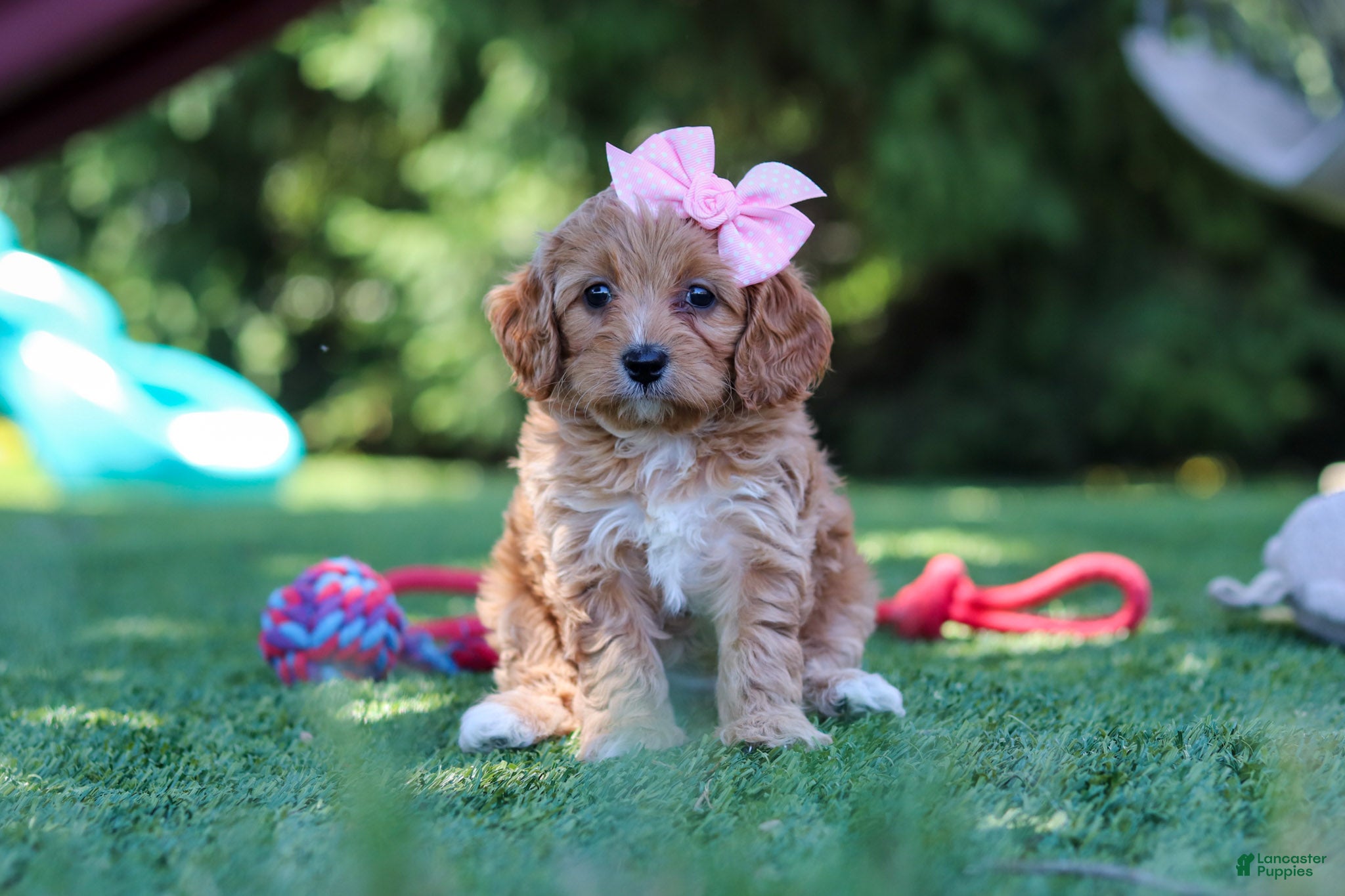 Cavapoo dogs Alexis - Ad 1